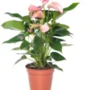 Flamingoplant (Anthurium Andreanum 'Joli') D 17 H 45 Cm