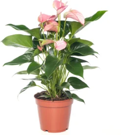 Flamingoplant (Anthurium Andreanum 'Joli') D 17 H 45 Cm