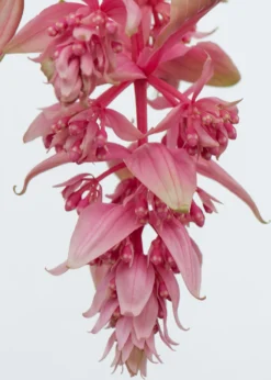 Medinilla (Medinilla Magnifica 'J'adore Dolce Vita') D 17 H 50 Cm -Buiten Gereedschaps Winkel 8717263127154 2