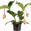 Medinilla (Medinilla Magnifica 'J'adore Dolce Vita') D 17 H 50 Cm