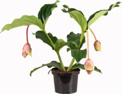 Medinilla (Medinilla Magnifica 'J'adore Dolce Vita') D 17 H 50 Cm