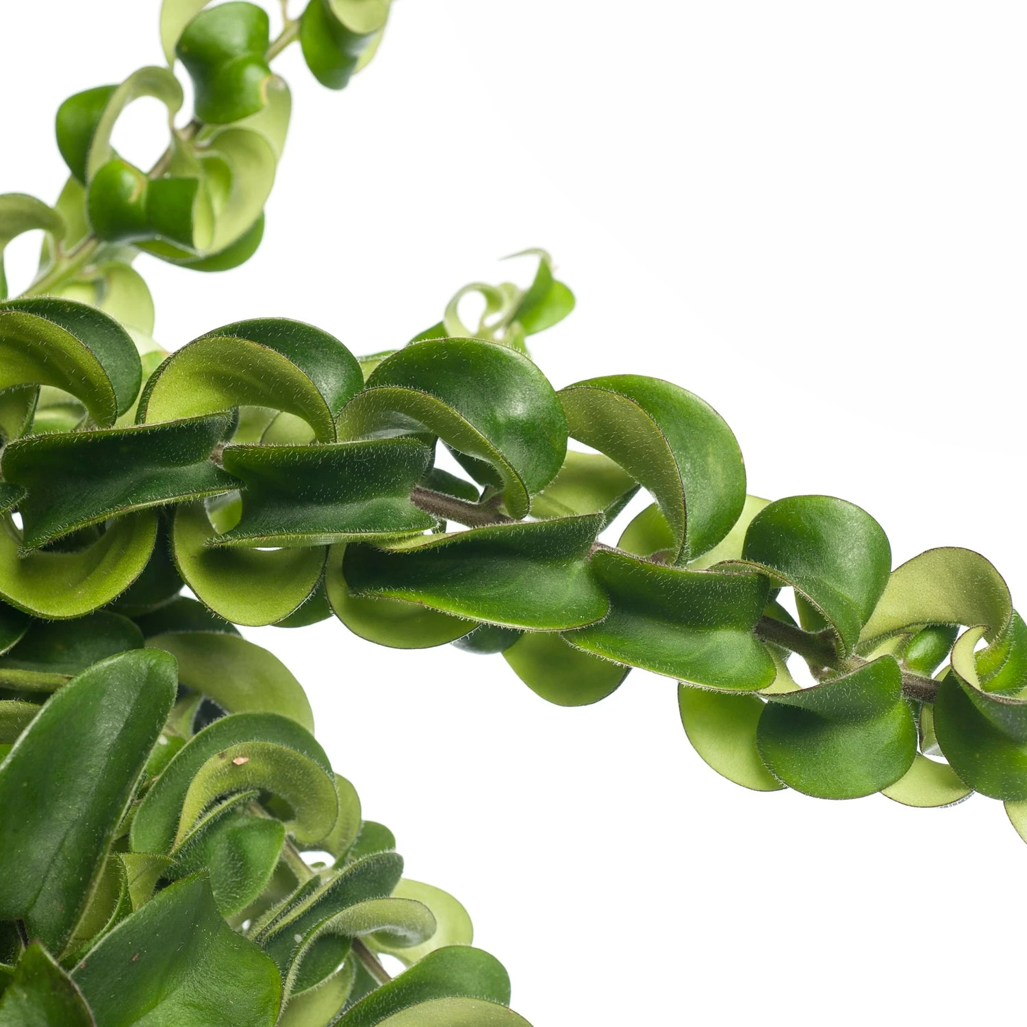 Lippenstiftplant (Aeschynanthus 'Twister Xl') D 15 H 30 Cm 2 Lippenstiftplant (Aeschynanthus 'Twister Xl') D 15 H 30 Cm - Afbeelding 2