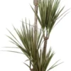 Drakenbloedboom (Dracaena Marginata) D 27 H 170 Cm