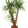 Yucca (Yucca Elephantipes) D 32 H 140 Cm