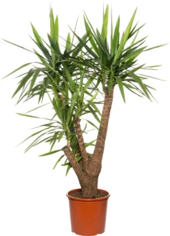 Yucca (Yucca Elephantipes) D 32 H 140 Cm