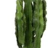 Cowboycactus (Euphorbia Erytrea) D 30 H 130 Cm