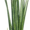Vrouwentong (Sansevieria Bacularis 'Mikado') D 12 H 40 Cm