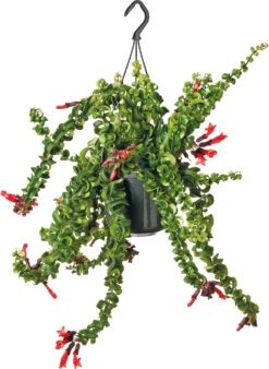 Lippenstiftplant (Aeschynanthus ‘Rasta) D 15 H 30 Cm