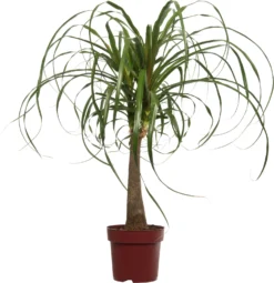 Olifantenpoot (Beaucarnea 'Maya Palm') D 24 H 85 Cm