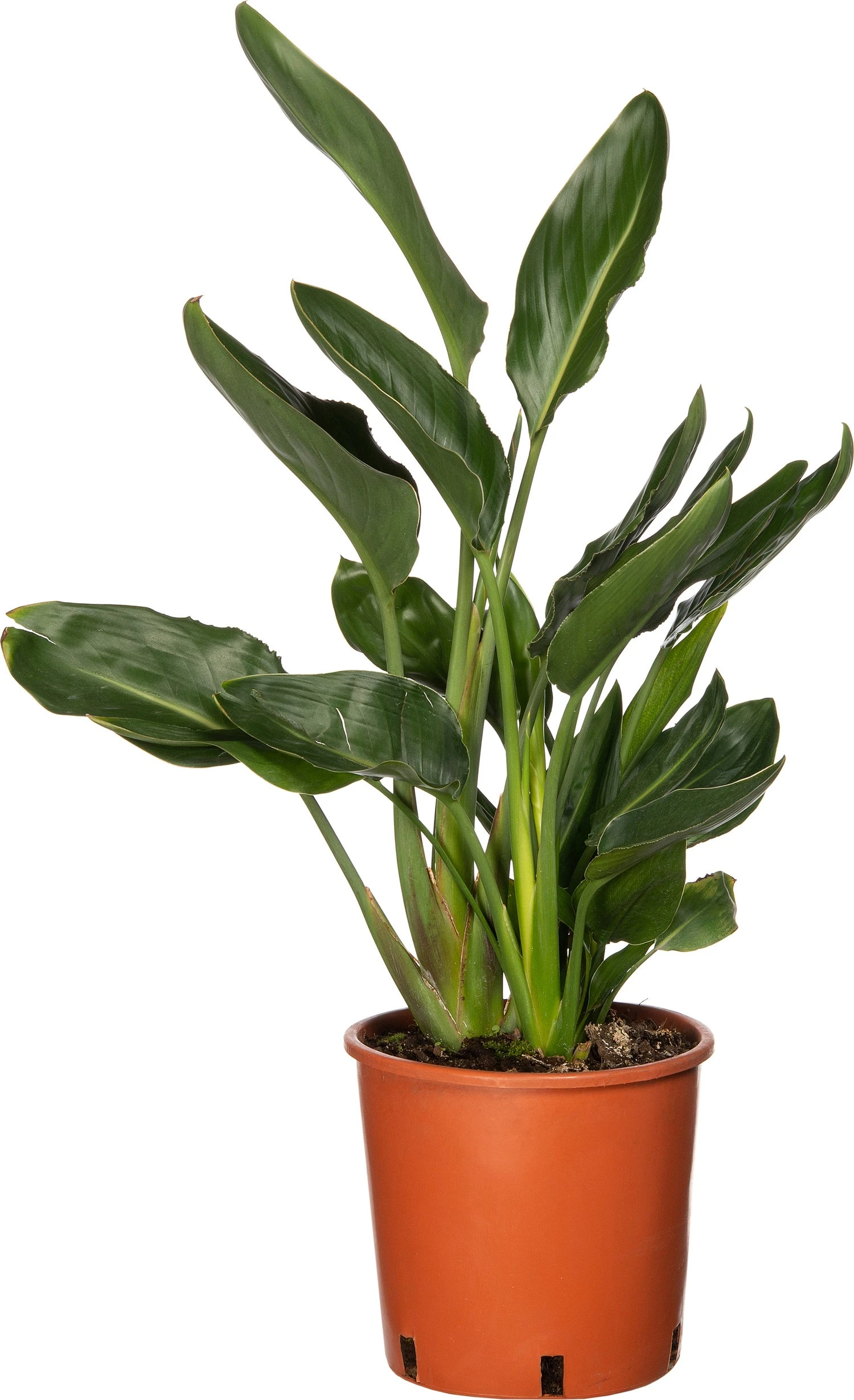 Paradijsvogelbloem (Strelitzia Reginae) D 20 H 90 Cm 1 Paradijsvogelbloem (Strelitzia Reginae) D 20 H 90 Cm