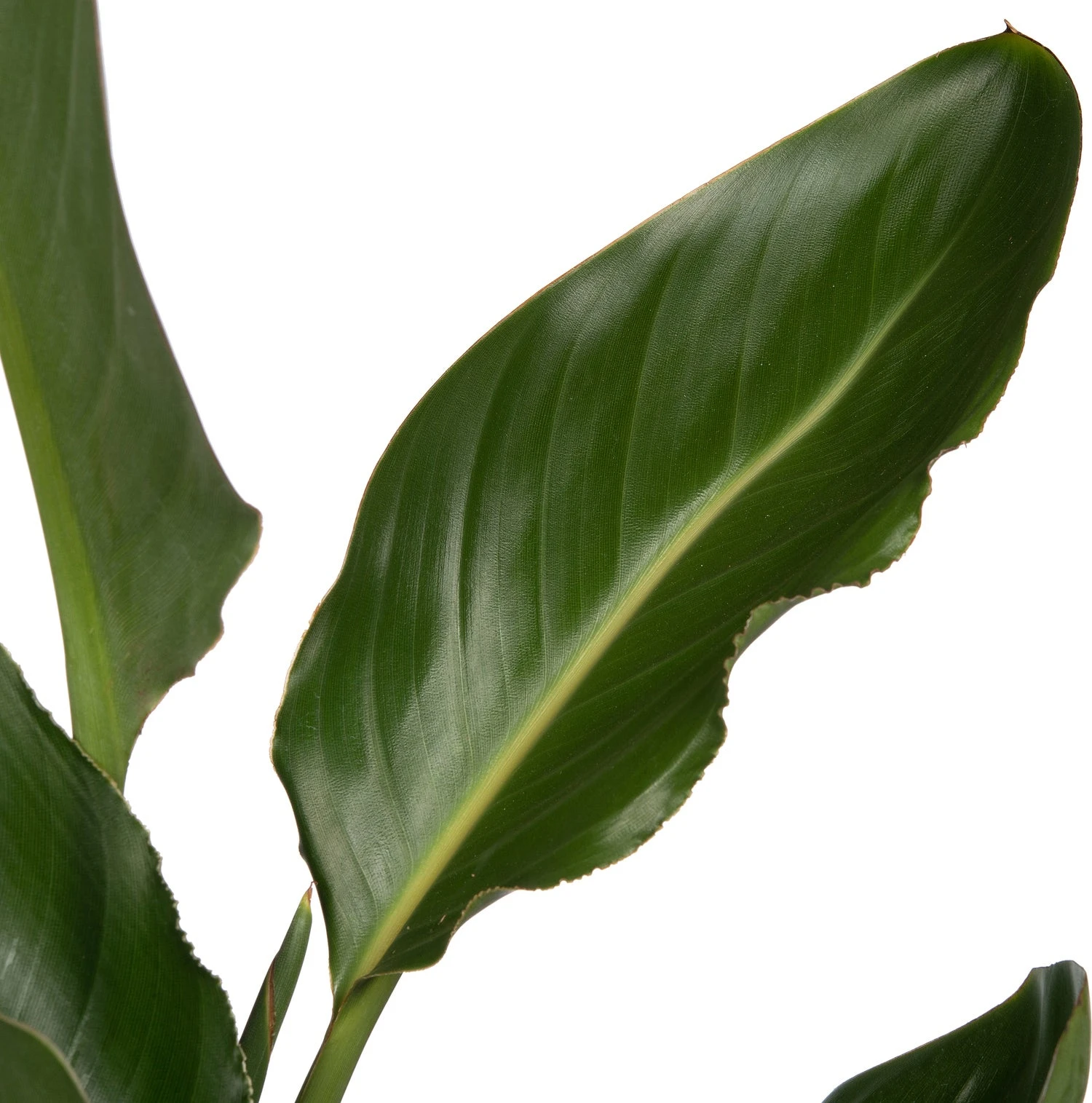 Paradijsvogelbloem (Strelitzia Reginae) D 20 H 90 Cm 2 Paradijsvogelbloem (Strelitzia Reginae) D 20 H 90 Cm - Afbeelding 2