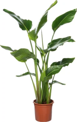 Paradijsvogelplant (Strelitzia Nicolai) D 24 H 100 Cm