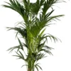 Kentiapalm (Howea Forsteriana) D 32 H 230 Cm