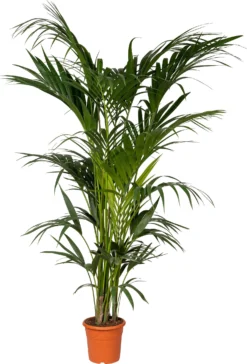 Kentiapalm (Howea Forsteriana) D 32 H 230 Cm