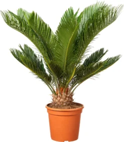 Varenpalm (Cycas Revoluta ) D 20 H 50 Cm