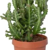Kandelaarsplant (Euphorbia Lactea) D 24 H 60 Cm