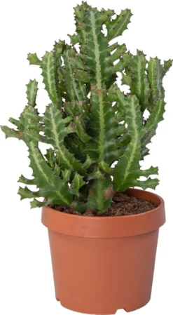 Kandelaarsplant (Euphorbia Lactea) D 24 H 60 Cm