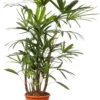 Bamboepalm (Rhapis Excelsa 'Ramif') D 24 H 110 Cm