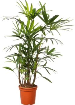 Bamboepalm (Rhapis Excelsa 'Ramif') D 24 H 110 Cm