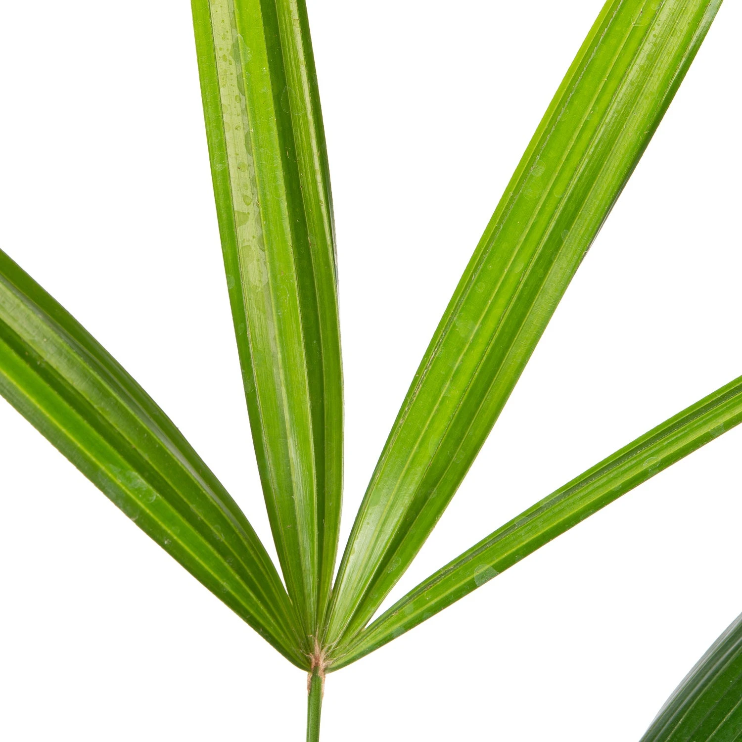 Bamboepalm (Rhapis Excelsa 'Ramif') D 24 H 110 Cm 2 Bamboepalm (Rhapis Excelsa 'Ramif') D 24 H 110 Cm - Afbeelding 2