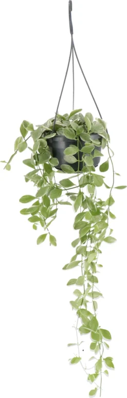 Dischidia (Dischidia 'Oiantha Variegata') D 14 H 35 Cm