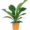Langbladige Flamingoplant (Anthurium Jenmanii 'Green Passion') D 27 H 90 Cm