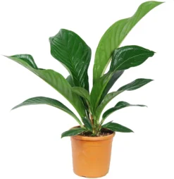 Langbladige Flamingoplant (Anthurium Jenmanii 'Green Passion') D 27 H 90 Cm