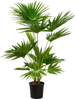 Chinese Schermpalm (Livistona Chinensis) D 24 H 100 Cm