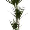 Drakenbloedboom (Dracaena Marginata) D 21 H 125 Cm