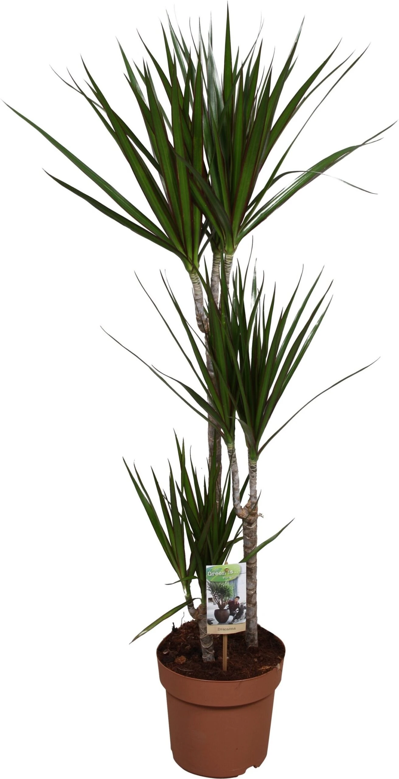 Drakenbloedboom (Dracaena Marginata) D 21 H 125 Cm 1 Drakenbloedboom (Dracaena Marginata) D 21 H 125 Cm