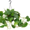 Philodendron (Philodendron Scandens) D 15 H 40 Cm