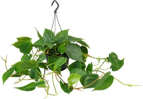 Philodendron (Philodendron Scandens) D 15 H 40 Cm 1 Philodendron (Philodendron Scandens) D 15 H 40 Cm