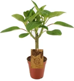 Peperomia (Peperomia 'Velvetree') D 15 H 40 Cm