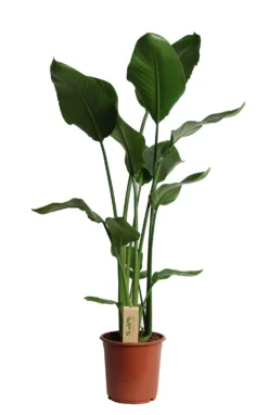 Paradijsvogelplant (Strelitzia Nicolai) D 36 H 180 Cm