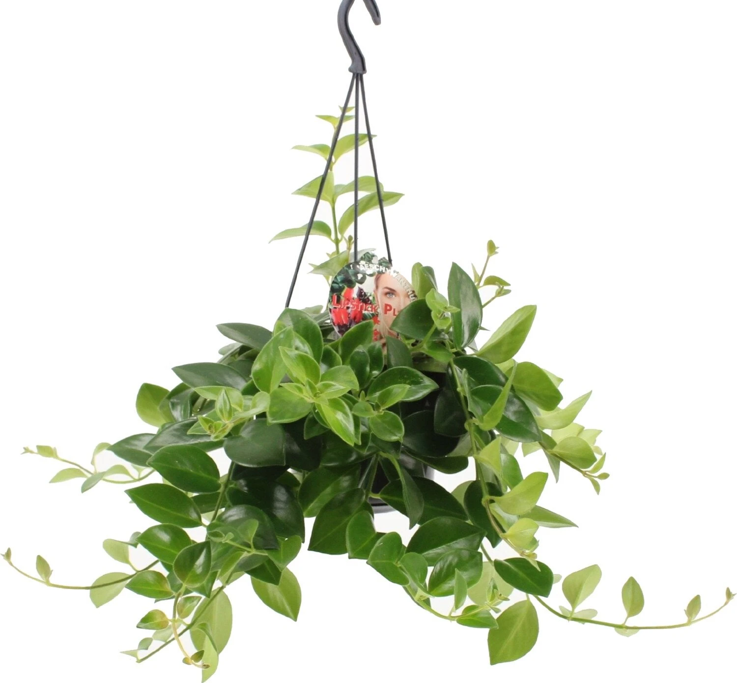 Lipstickplant (Aeschynanthus 'Mona Lisa') D 15 H 30 Cm 1 Lipstickplant (Aeschynanthus 'Mona Lisa') D 15 H 30 Cm