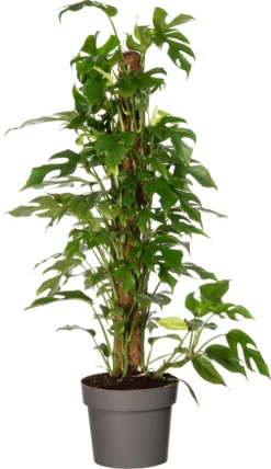 Philodendron (Philodendron 'Minima') D 19 H 80 Cm
