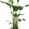 Paradijsvogelplant (Strelitzia Nicolai) D 21 H 70 Cm