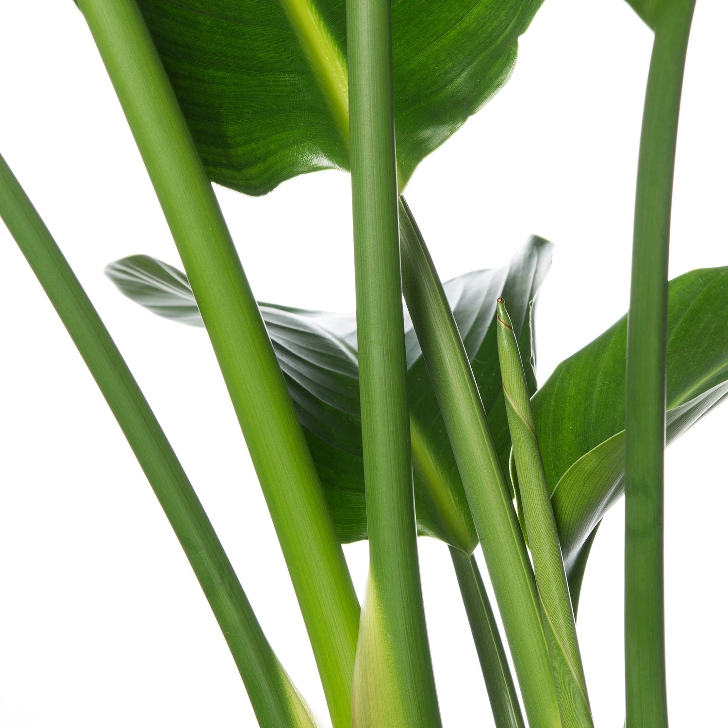 Paradijsvogelplant (Strelitzia Nicolai) D 21 H 70 Cm 2 Paradijsvogelplant (Strelitzia Nicolai) D 21 H 70 Cm - Afbeelding 2