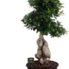 Chinese Vijg (Ficus Microcarpa 'Dragon Root') D 35 H 100 Cm