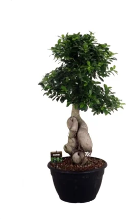 Chinese Vijg (Ficus Microcarpa 'Dragon Root') D 35 H 100 Cm