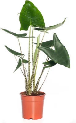 Olifantsoor (Alocasia Zebrina) D 40 H 180 Cm