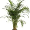 Goudpalm (Dypsis Lutescens ) D 27 H 140 Cm