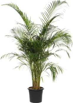 Goudpalm (Dypsis Lutescens ) D 27 H 140 Cm