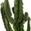 Cowboycactus (Euphorbia Erytrea) D 21 H 100 Cm