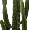 Cowboycactus (Euphorbia Erytrea) D 35 H 160 Cm