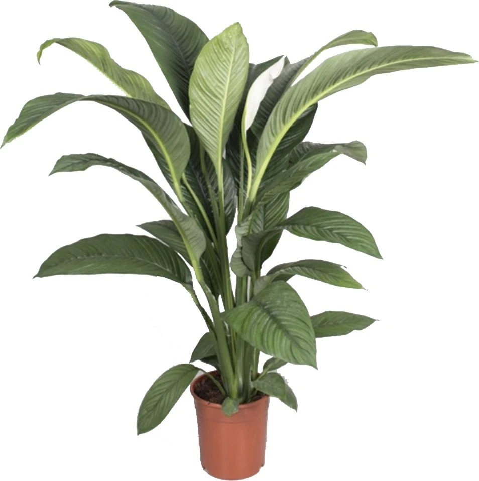 Lepelplant (Spathiphyllum 'Sensation') D 24 H 150 Cm 1 Lepelplant (Spathiphyllum 'Sensation') D 24 H 150 Cm