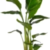 Paradijsvogelplant (Strelitzia Nicolai) D 17 H 60 Cm