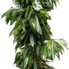Rubberboom (Ficus Binnendijkii 'Amstel King') D 40 H 175 Cm
