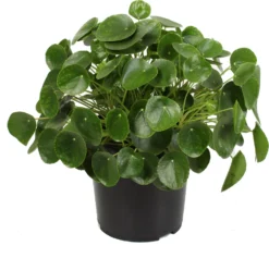 Pannenkoekplant (Pilea Peperomioides) D 27 H 60 Cm