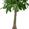 Geldboom (Pachira Aquatica) D 26 H 130 Cm